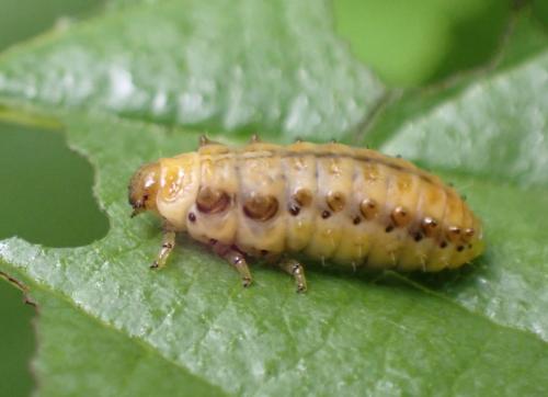 Réf. 286 790 : Plagiosterna aenea